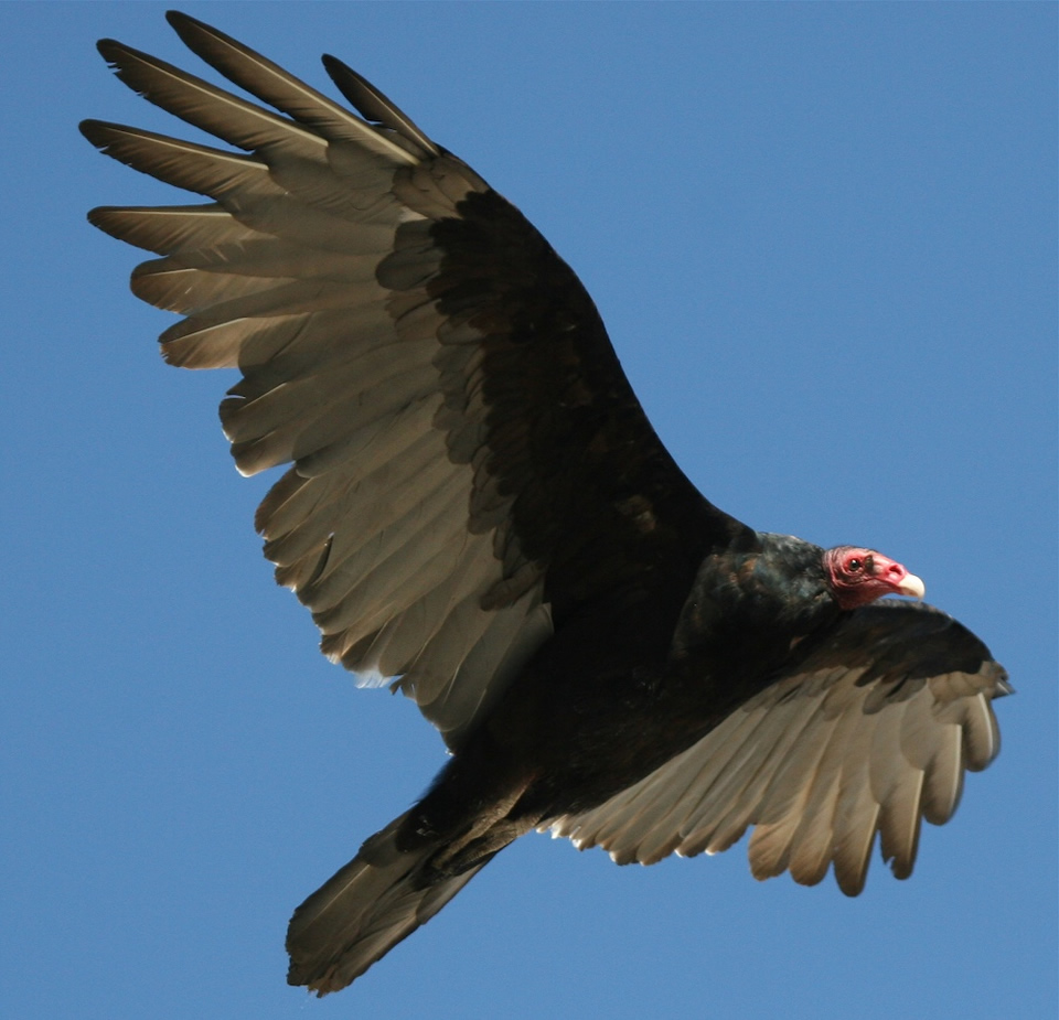 This is not just a bird. This is a turkey vulture.