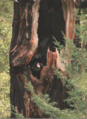 Condor in Redwood.png