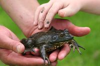 A bullfrog in a researcher's hand for size comparison